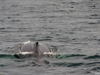 54238CrLeUsm - Gatherall's Puffin - Whale Watch - Bay Bulls.jpg